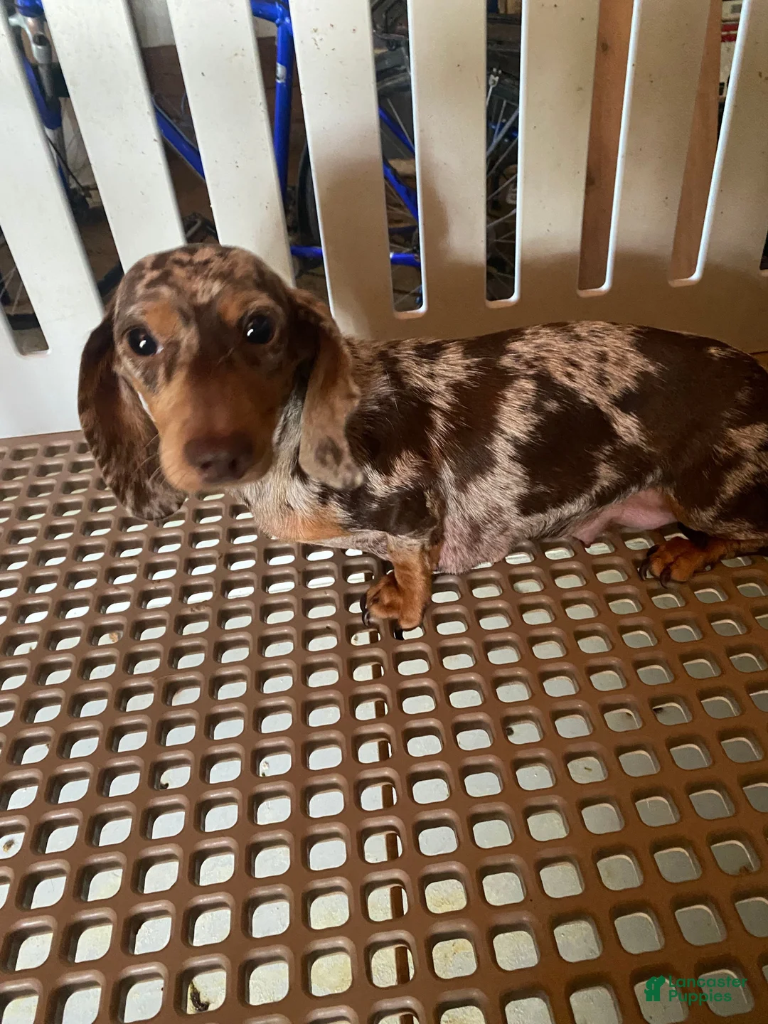 Miniature Dachshund dogs for sale: Skye - Ad 12