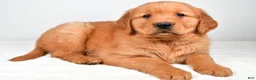 Golden Retriever dogs for sale: Ranger - Ad 7