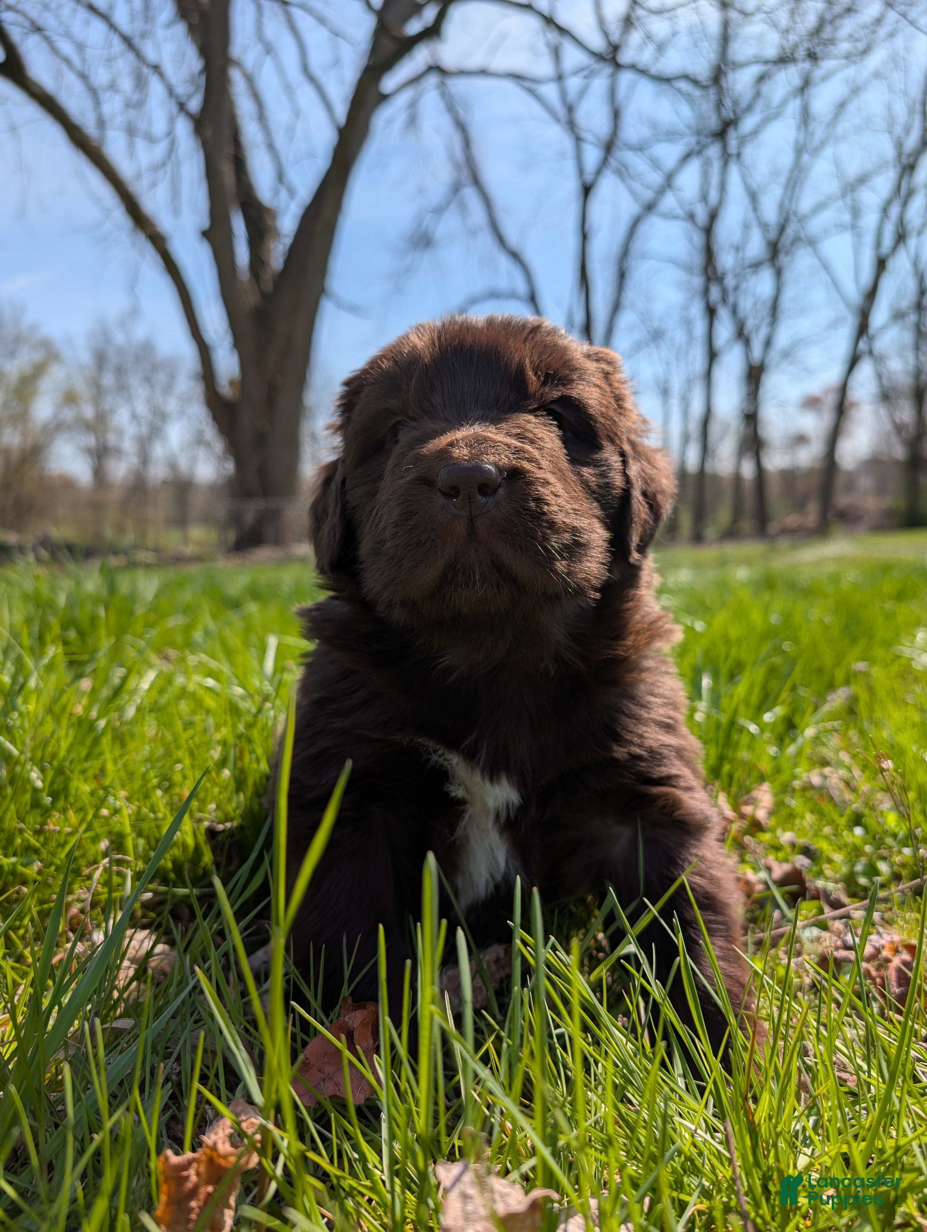 Newfoundland dogs Harper - Ad 5