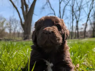Newfoundland dogs Harper - Ad 5