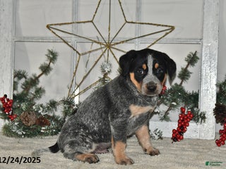 Australian Cattle Dog dogs Max - Ad 14