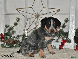 Australian Cattle Dog dogs Max - Ad 34