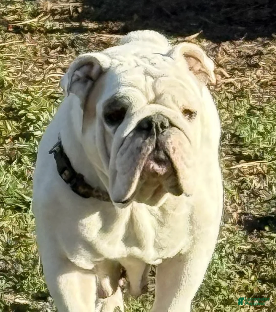 English Bulldog dogs for sale: Yvonne - Ad 4
