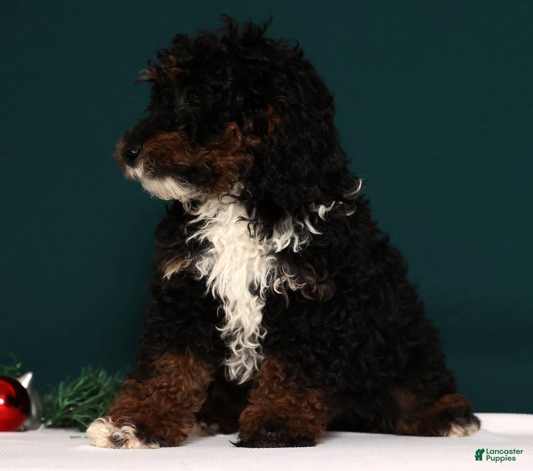 Mini Bernedoodle dogs for sale: Almond - Ad 8