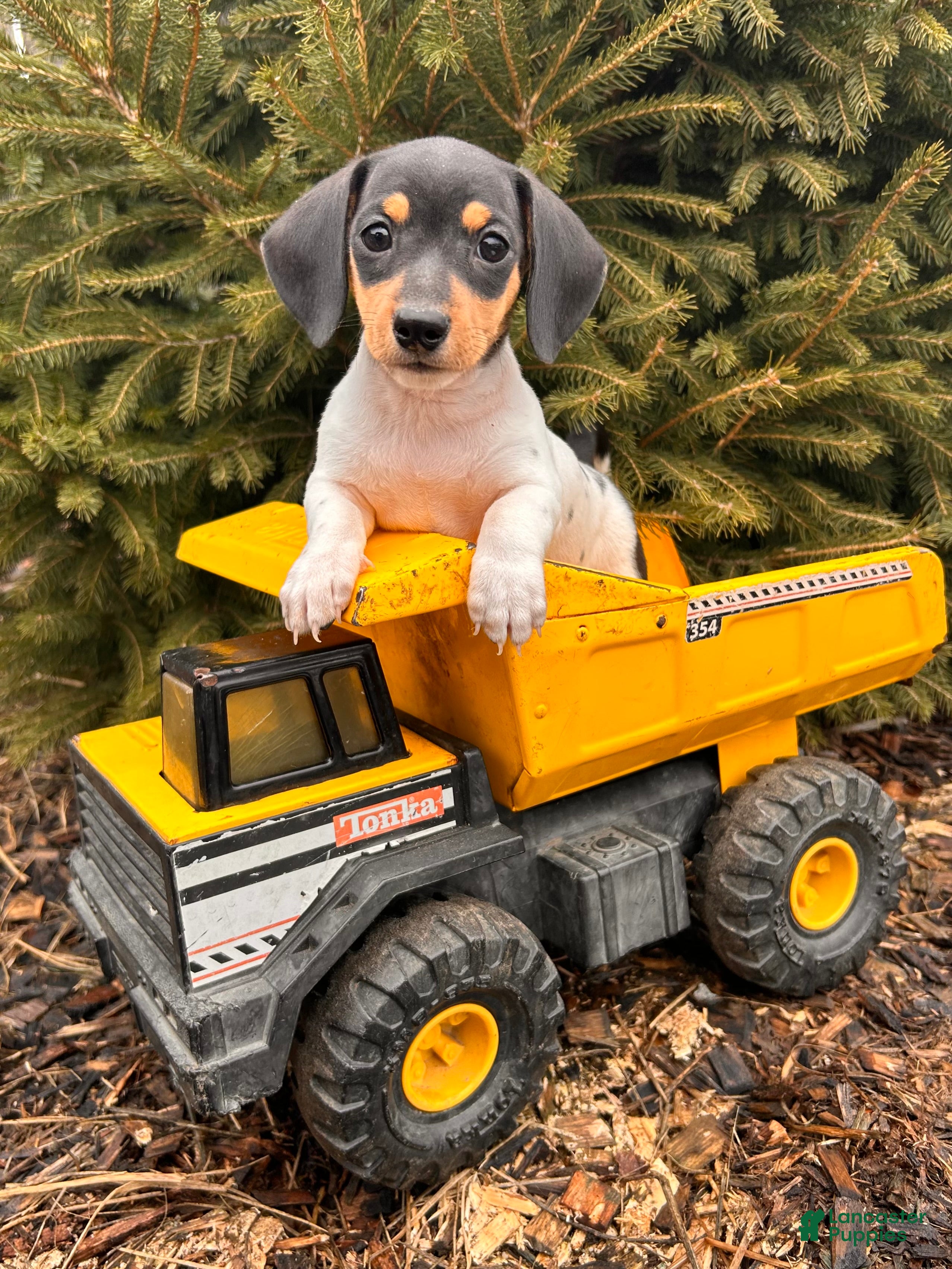 Miniature Dachshund dogs Ollie - Ad 7