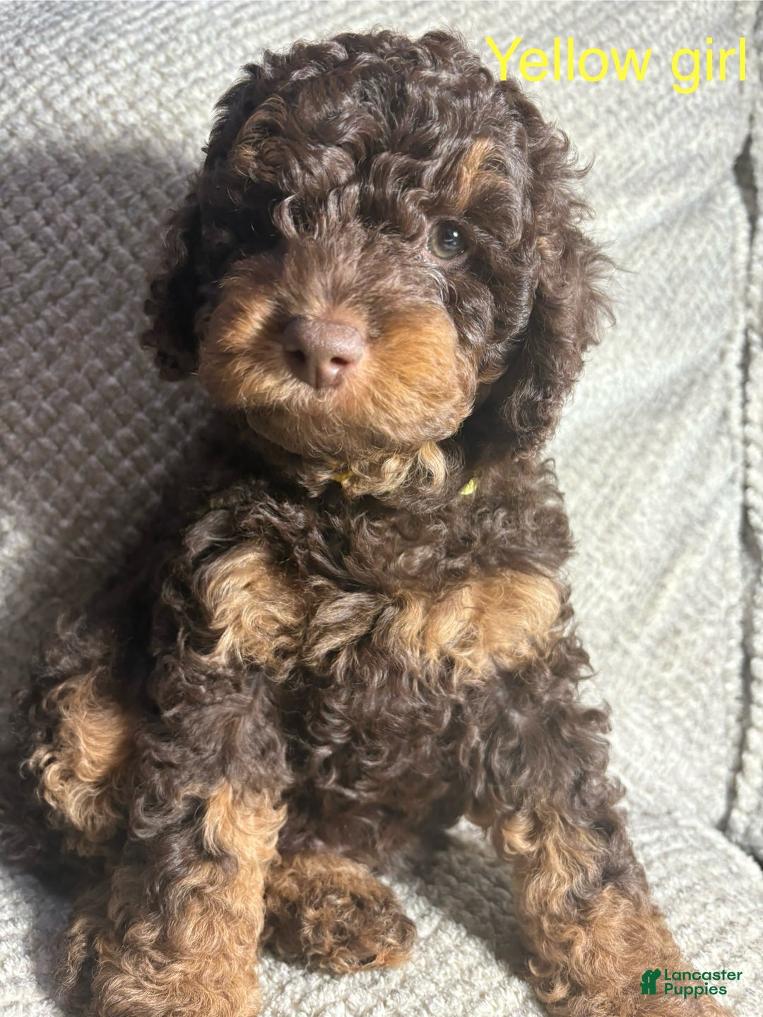 Cavapoo dogs for sale: Cavapoo Puppy 3 - Ad 1