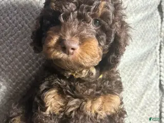 Cavapoo dogs Cavapoo Puppy 3 - Ad 1