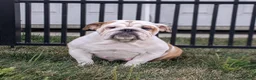English Bulldog dogs for sale: Murphy - Ad 6