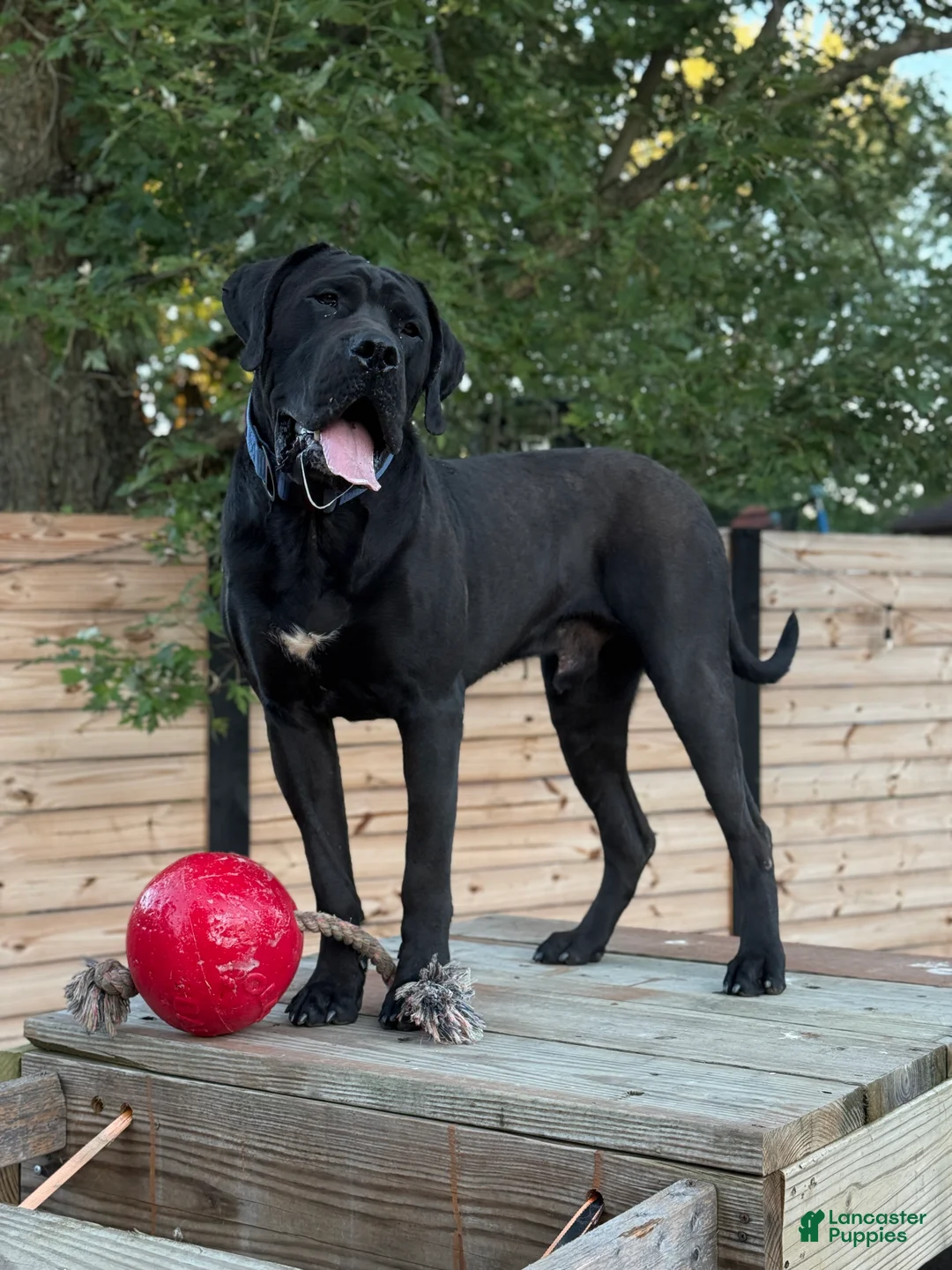 Mixed Breed dogs for sale: Grey Collar Male - Ad 15