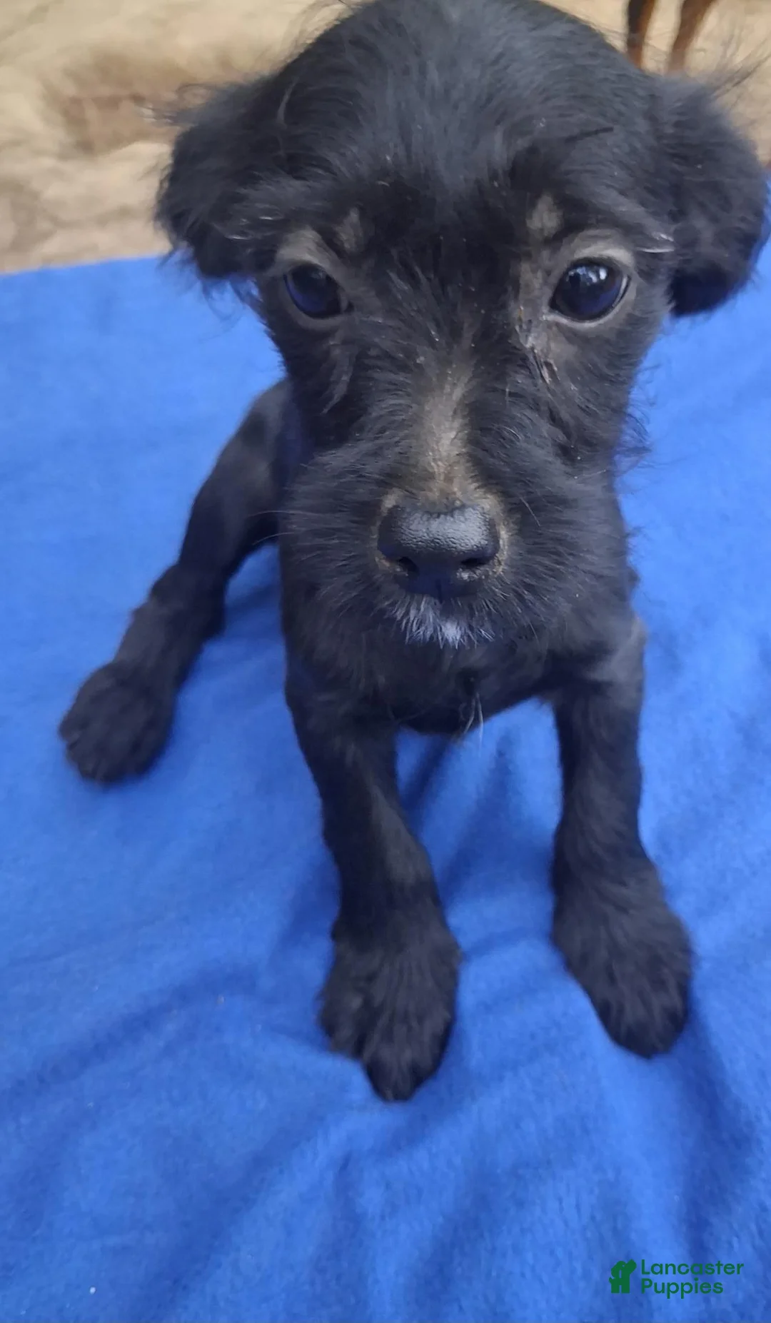 Mixed Breed dogs for sale: Mixed Breed 1 - Ad 2