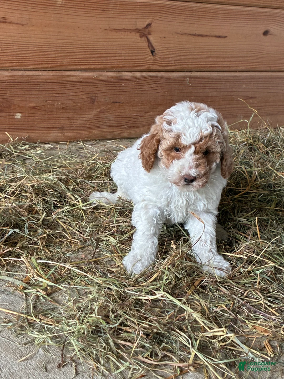 Mini Goldendoodle dogs for sale: Sammy - Ad 2