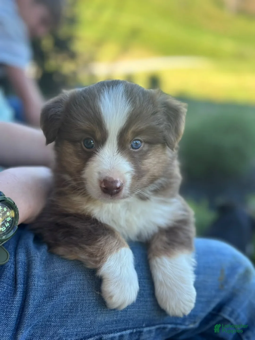 Miniature Australian Shepherd dogs for sale: Milo - Ad 2