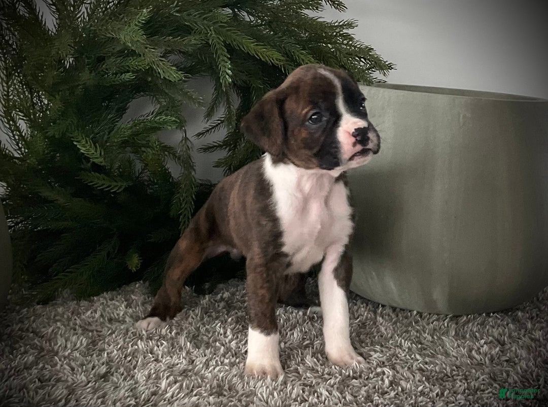Boxer dogs for sale: Becca - Ad 1