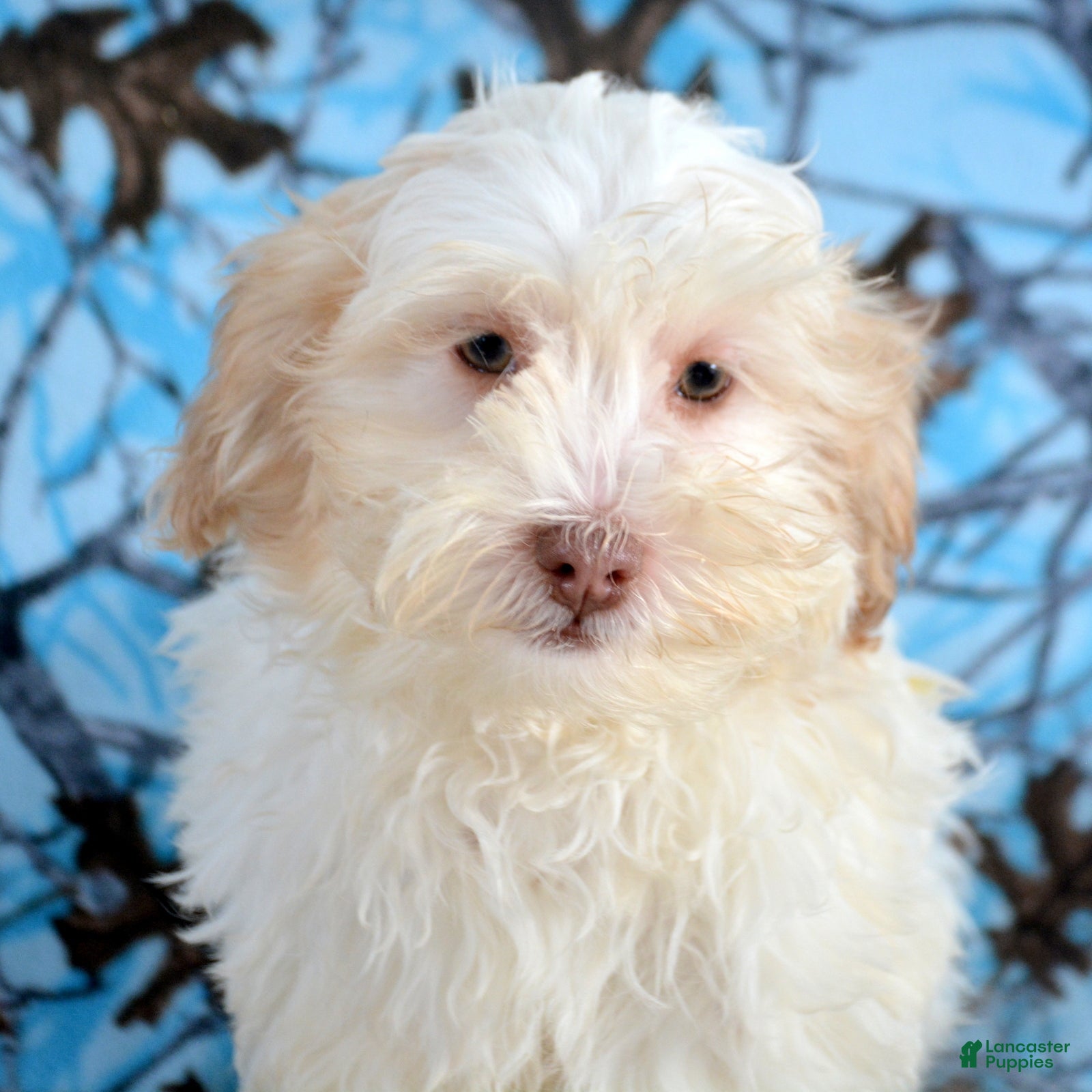 Shihpoo dogs Shihpoo Puppy 3 Sal - Ad 34