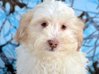 Shihpoo dogs Shihpoo Puppy 3 Sal - Ad 22