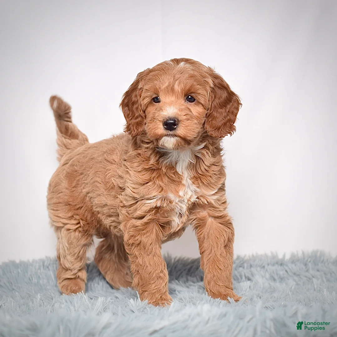 Mini Goldendoodle dogs for sale: Ms. Paisley - Ad 3