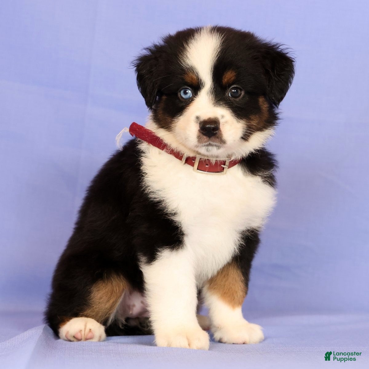 Miniature Australian Shepherd dogs Lydia - Ad 2
