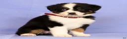Miniature Australian Shepherd dogs for sale: Lydia - Ad 2