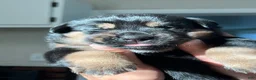 Mixed Breed dogs for sale: Bruno  - Ad 1