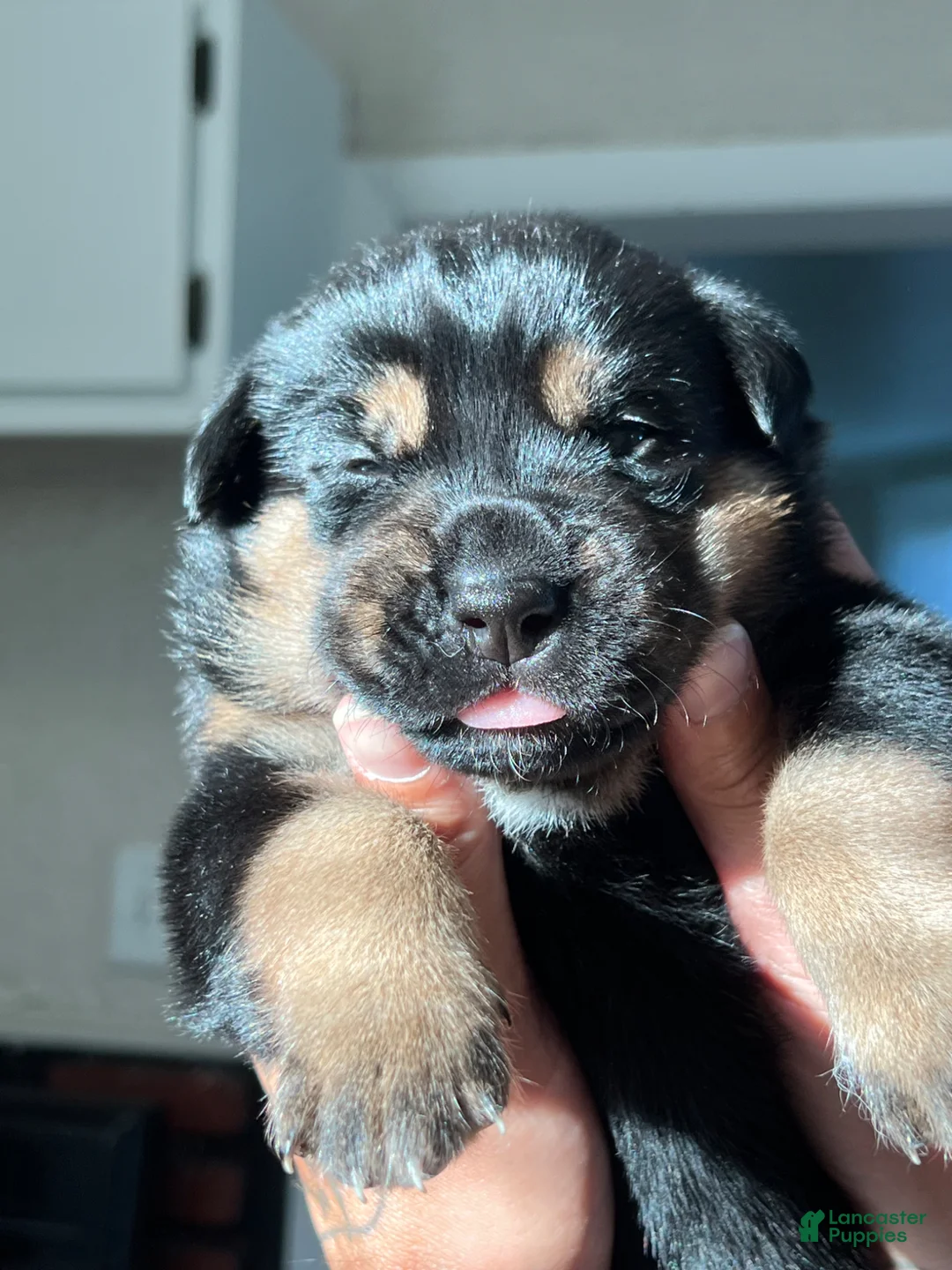Mixed Breed dogs for sale: Bruno  - Ad 1
