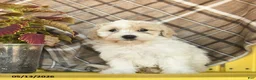 Maltipoo dogs for sale: Sailor  - Ad 2