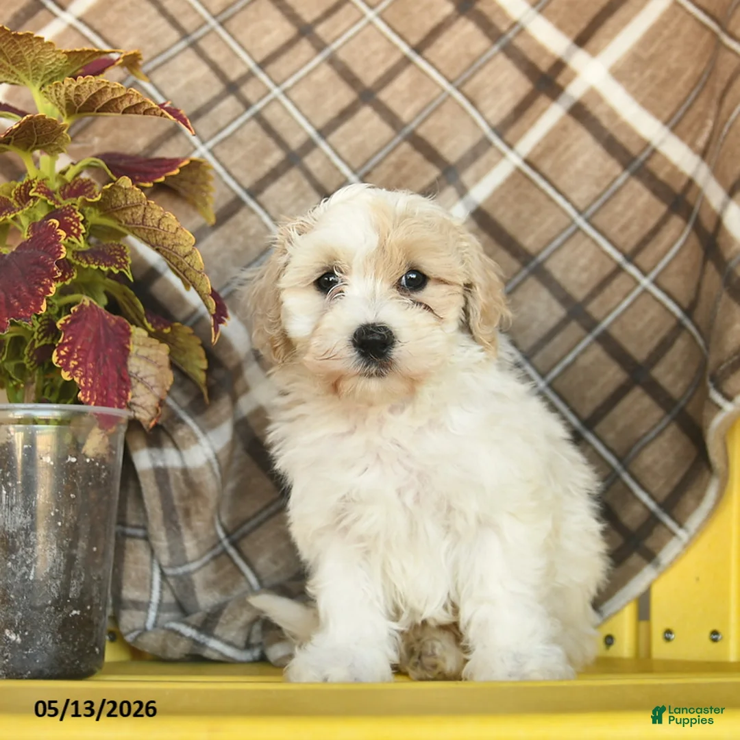 Maltipoo dogs for sale: Sailor  - Ad 2