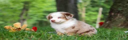 Miniature Australian Shepherd dogs for sale: Leo - Ad 13