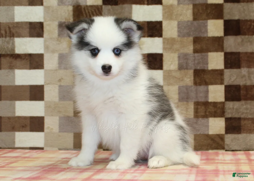 Pomsky dogs for sale: Ivy - Ad 1