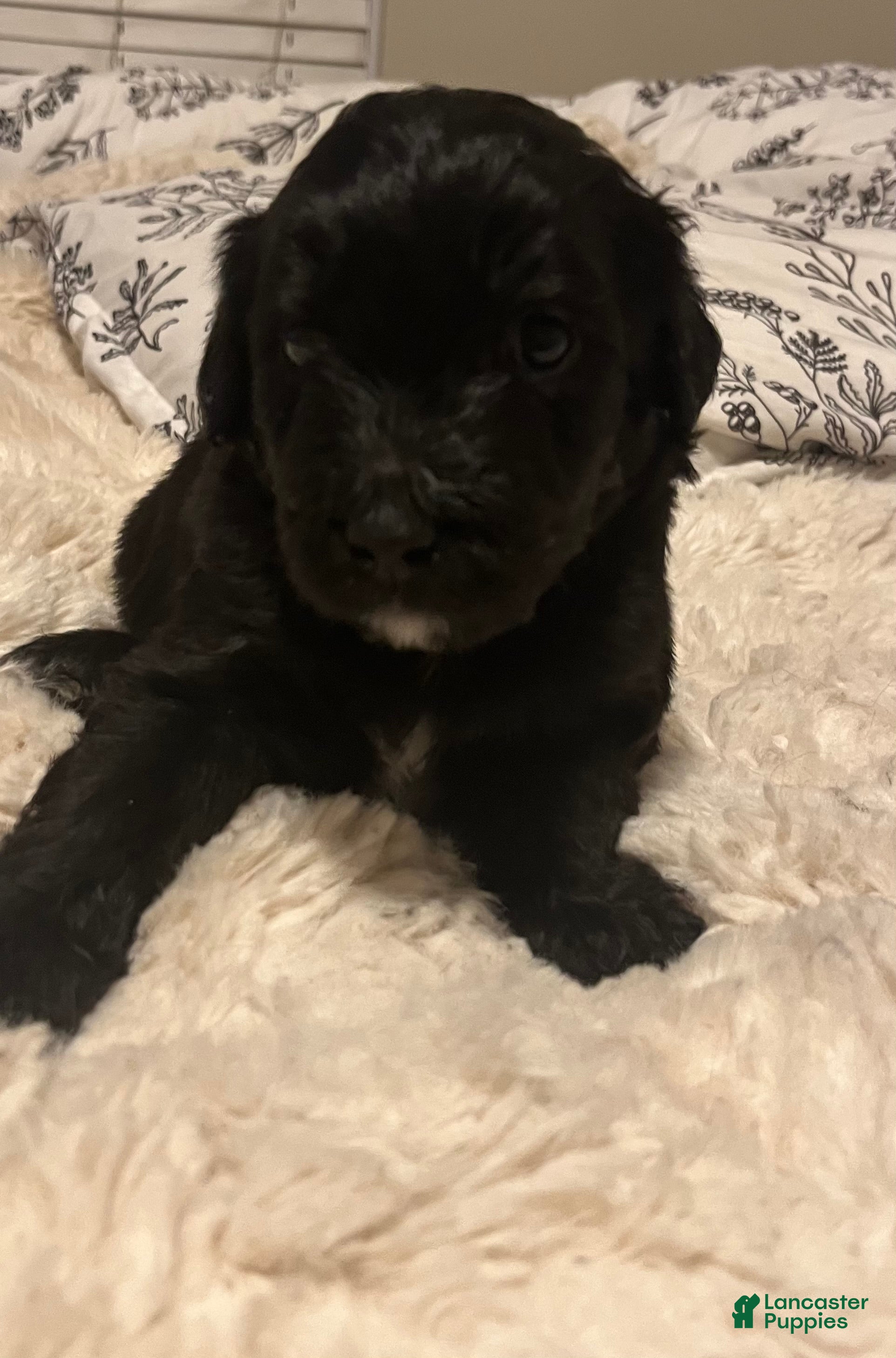 Aussiedoodle dogs Aussiedoodle Puppy 4 - Ad 30