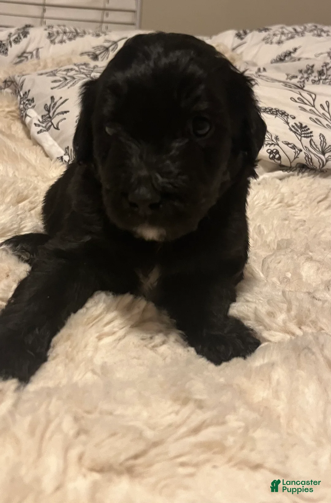 Aussiedoodle dogs for sale: Aussiedoodle Puppy 4 - Ad 1