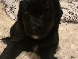 Aussiedoodle dogs Aussiedoodle Puppy 4 - Ad 30