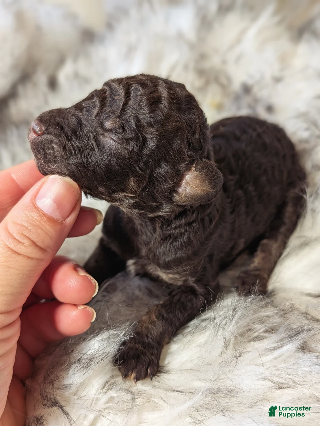 Mixed Breed dogs for sale: KARATE KID - Ad 2