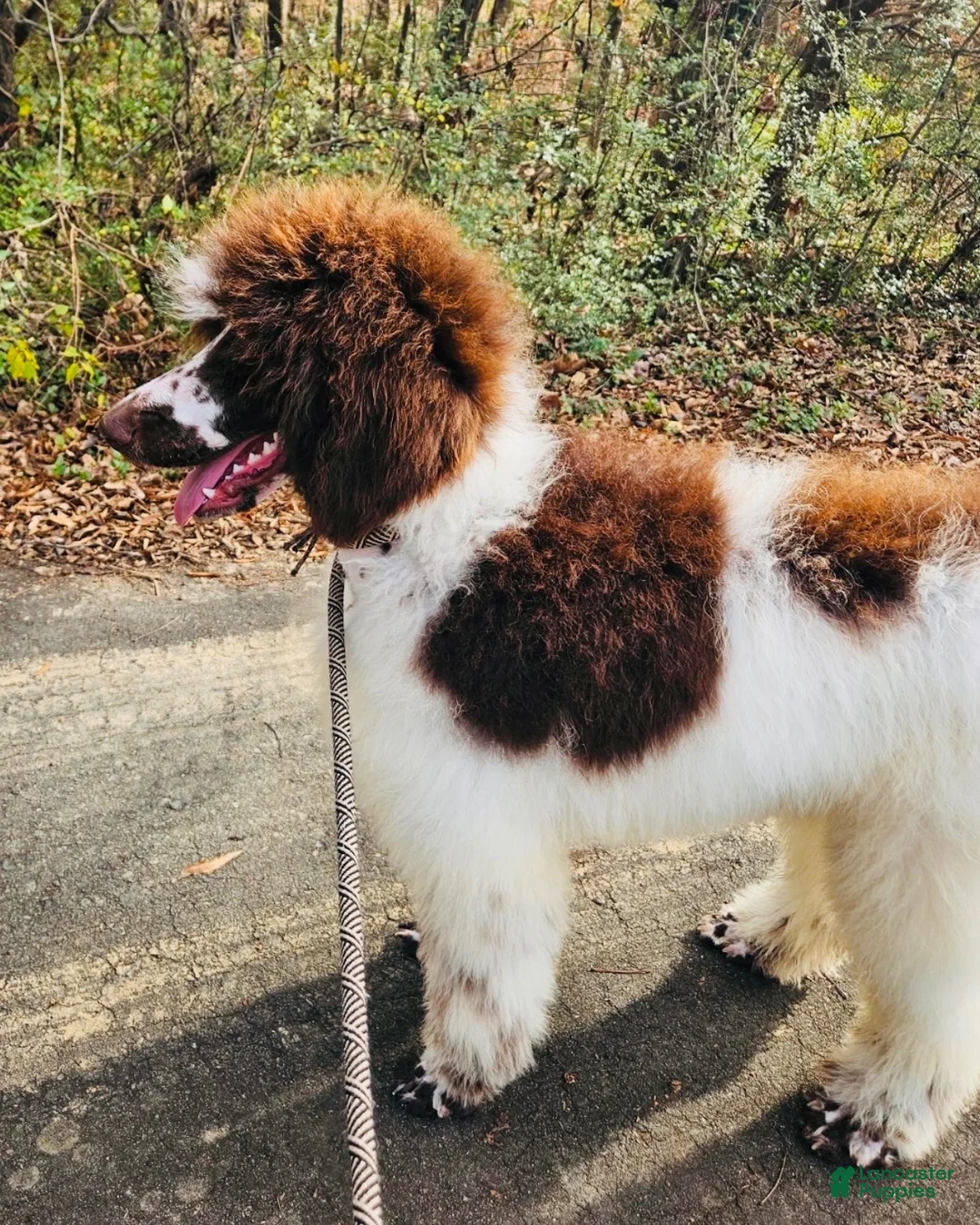 Standard Poodle dogs for sale: Standard Poodle 8 - Ad 2