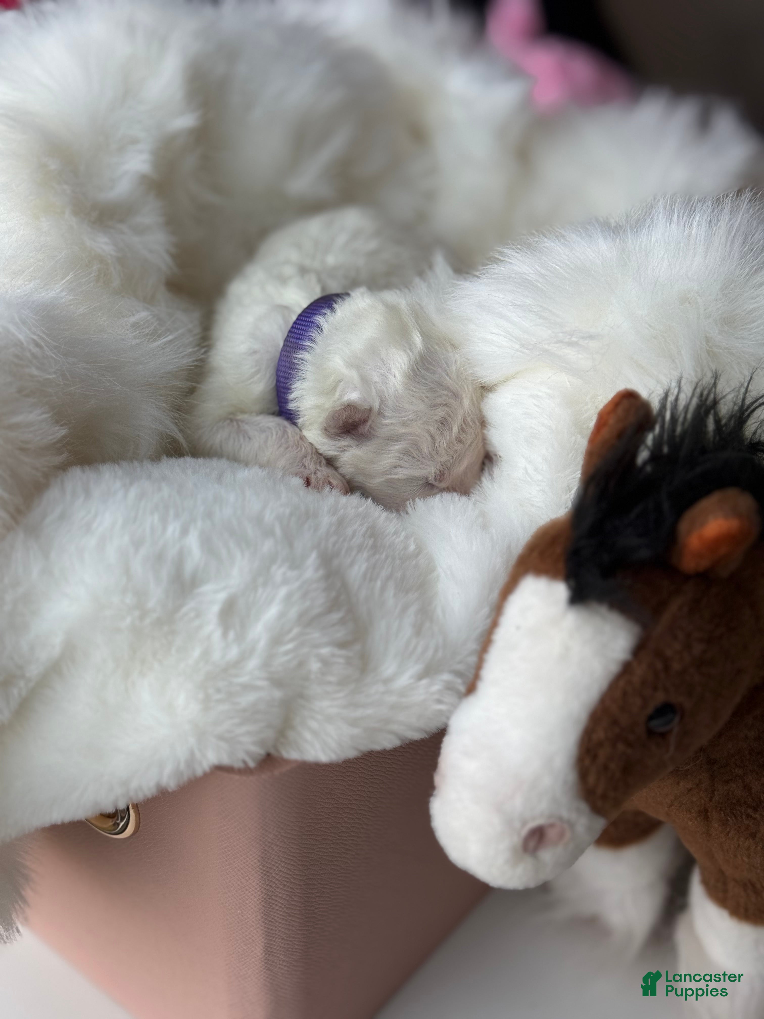 Samoyed dogs Purple - Ad 2