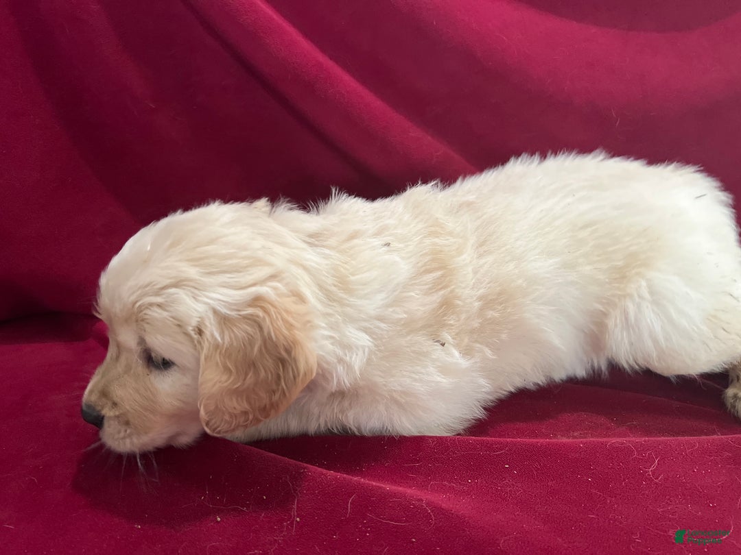 Golden Retriever dogs for sale: Golden Retriever Puppy 6 - Ad 1