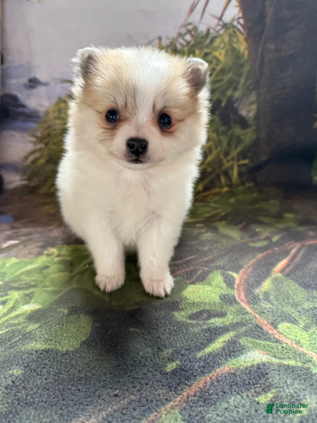 Pomeranian dogs for sale: Russel - Ad 9