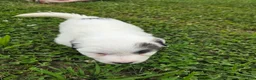 Great Pyrenees dogs for sale: James - Ad 27