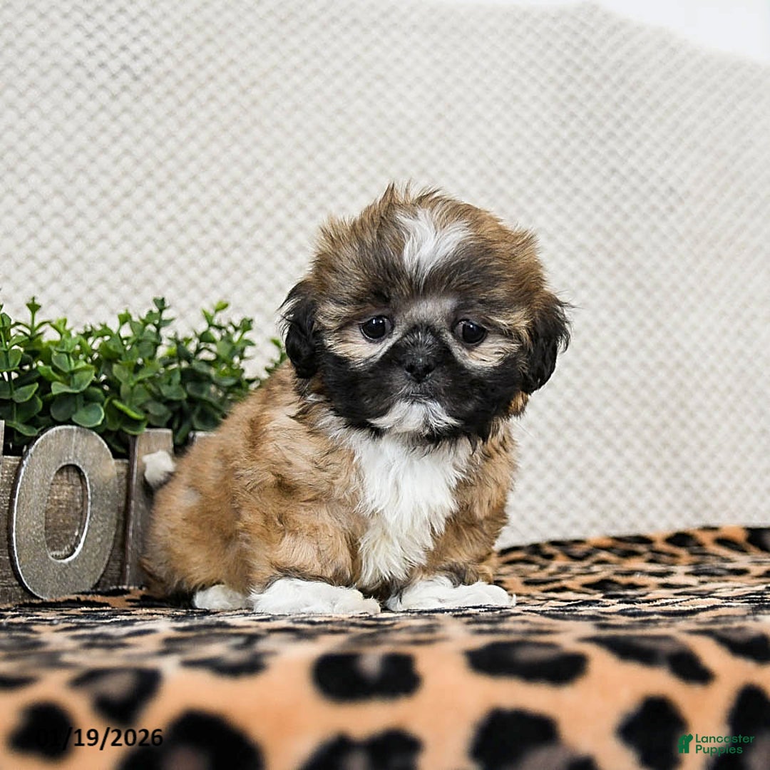 Shih Tzu dogs for sale: Pluto - Ad 3