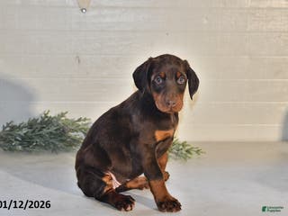 Doberman Pinscher dogs Daisy - Ad 3