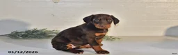 Doberman Pinscher dogs for sale: Daisy - Ad 1