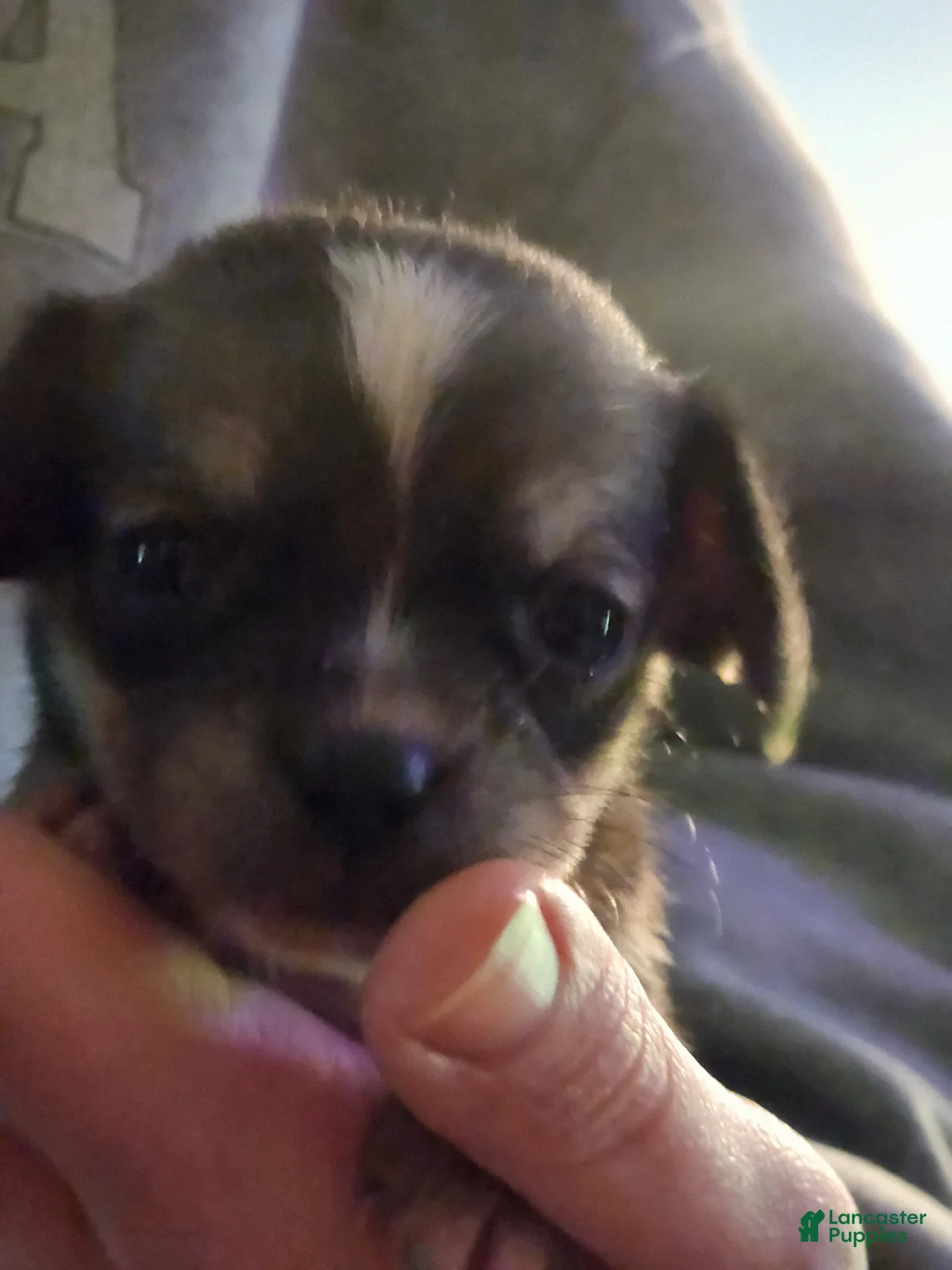 Chihuahua dogs for sale: Chihuahua Puppy 1 - Ad 1