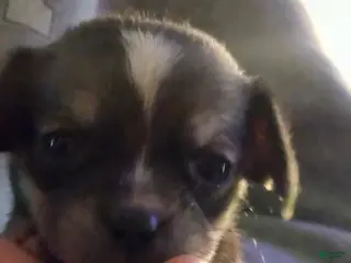 Chihuahua dogs Chihuahua Puppy 1 - Ad 39