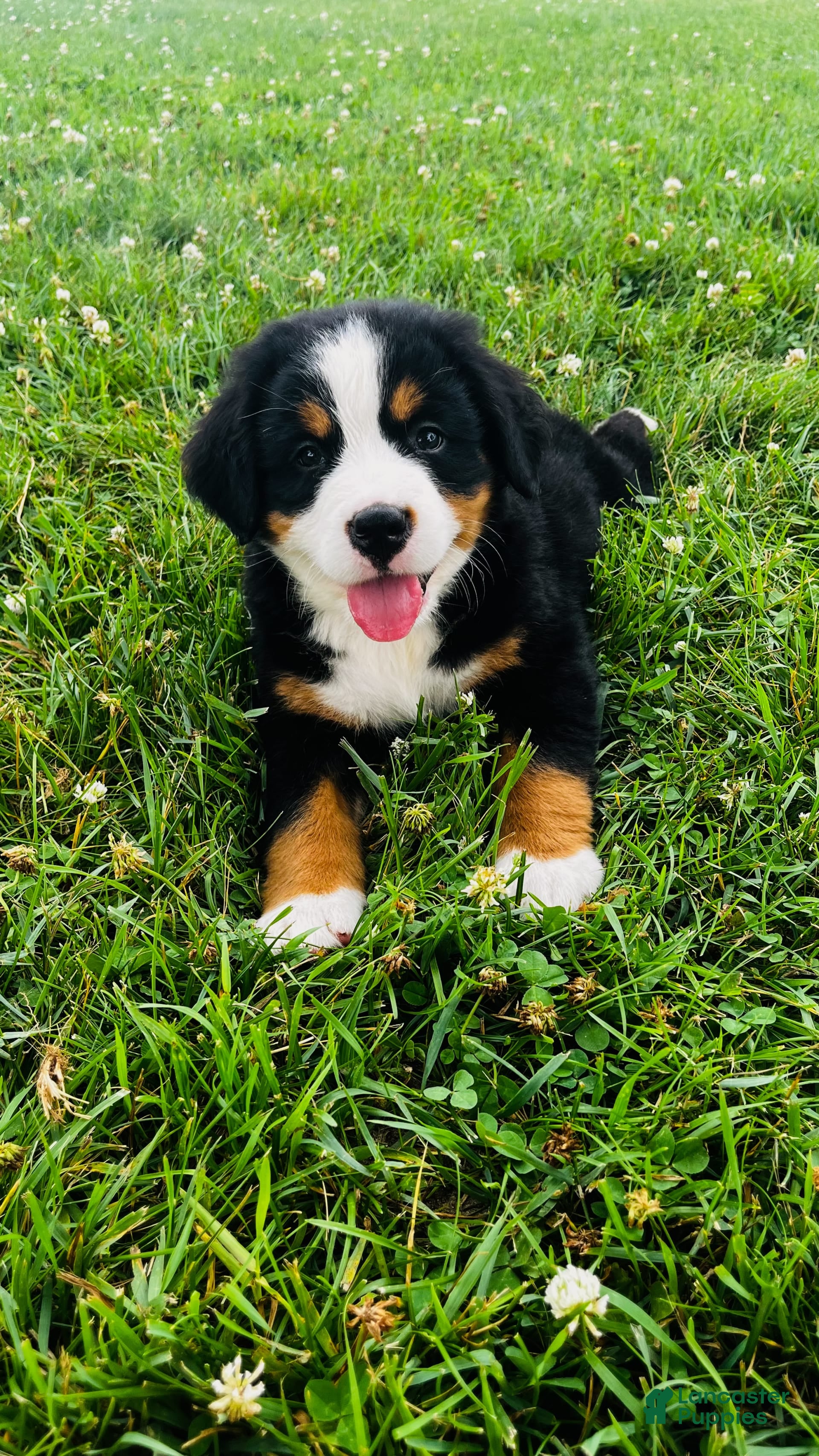 Bernese Mountain Dog Black And White St Bernard Puppy Saint