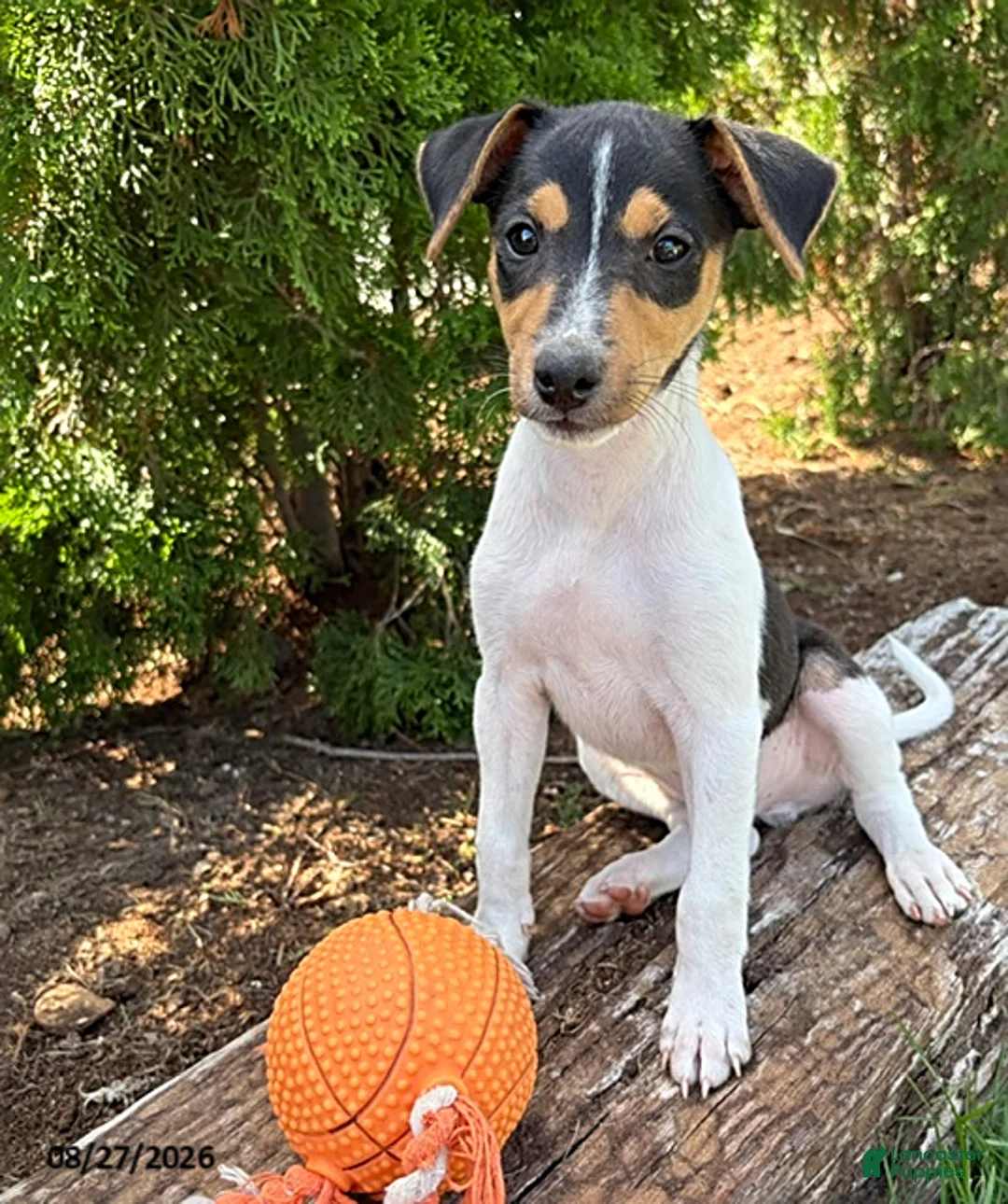 Mixed Breed dogs for sale: Samson - Ad 1