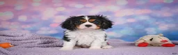 Cavalier King Charles Spaniel dogs for sale: Abel - Ad 6