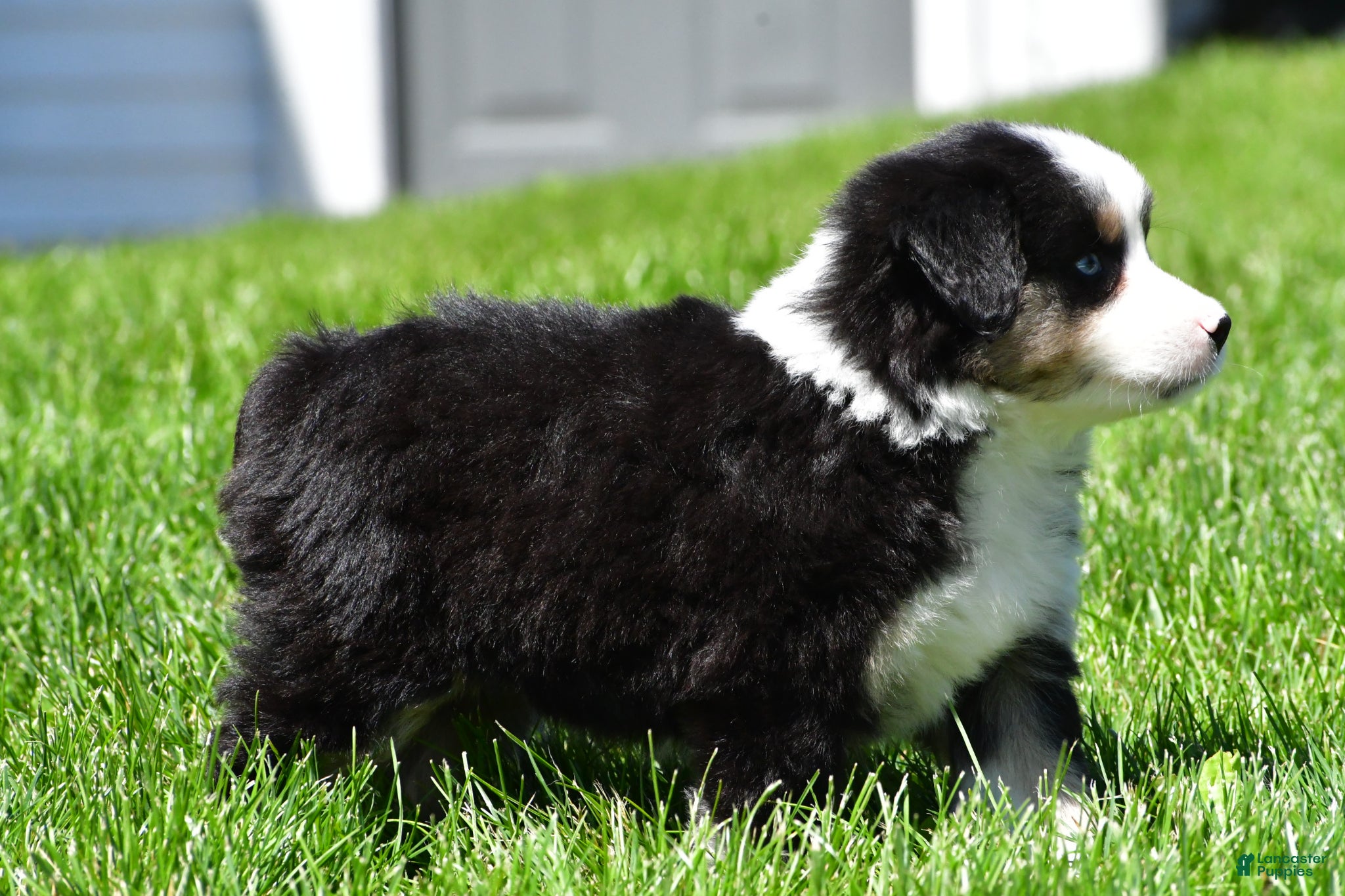 Miniature Australian Shepherd dogs for sale: Connie - Ad 7