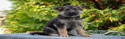 German Shepherd dogs for sale: Lillian - Ad 2