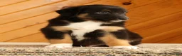 Australian Shepherd dogs for sale: Ben - Ad 4