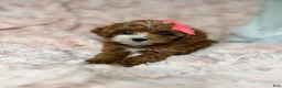 Cavapoo dogs for sale: Remi-toy - Ad 7