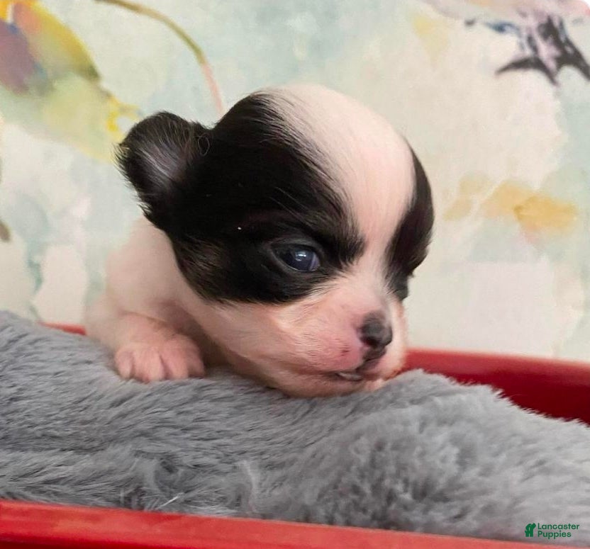 Chihuahua dogs Chihuahua Puppy 2 - Ad 3